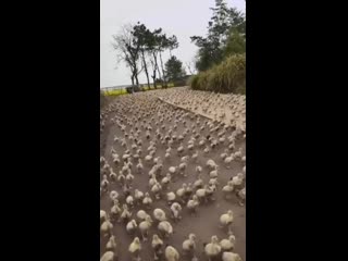 duckpocalypse