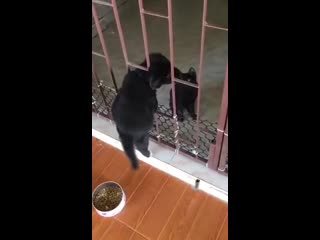 the cat helps the puppy to get into the house