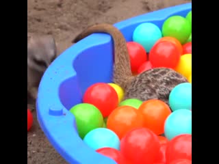 meerkats play in the ball pool