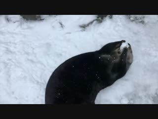 sea otters rejoice on a snowy day