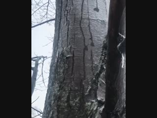 water flows through a thin layer of ice on a tree