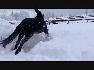 horses frolic in the snow