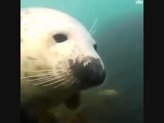 fur seals love hugs