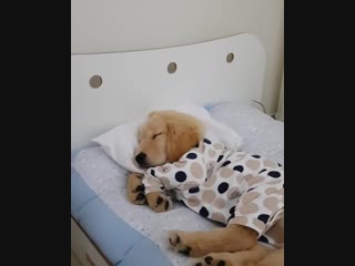 dog sleeps in pajamas