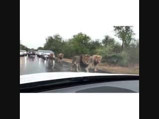 lions stopped traffic on the road