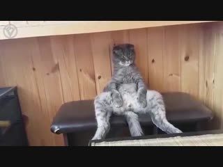 the cat sits on the balcony in a funny pose