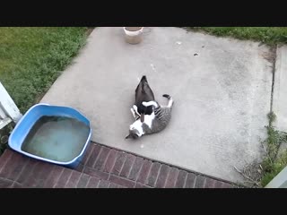 cat and duck are best friends