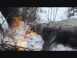 rescue of a deer that fell through the ice into cold water