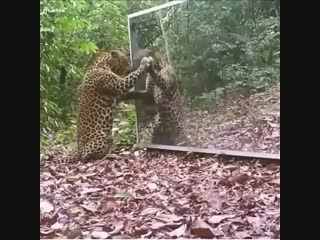 the reaction of the leopard to his reflection in the mirror