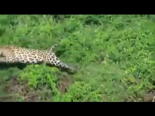 how the jaguar catches dinner