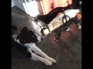 eternal confrontation between cats and dogs