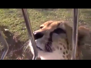 meowing cheetahs