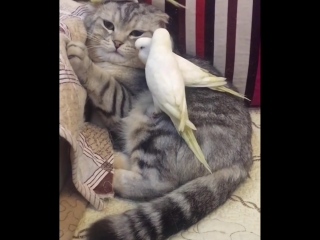 the cat is resting with 3 birds