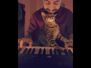 music for the cat