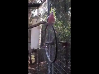 this cockatoo knows how to have fun