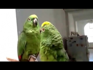 duet of parrots