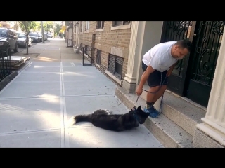 husky doesn't want to come home after a walk in the park