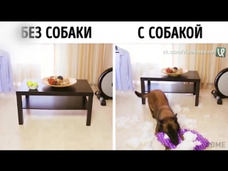 life with and without a dog