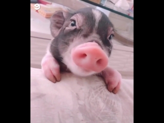 cute domestic pig