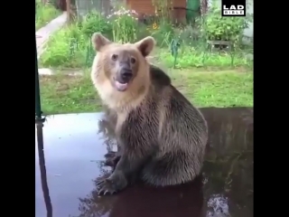 teddy bear frolicking in the water