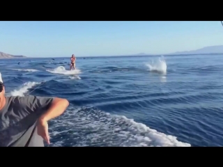 the girl rode a wakeboard with dolphins