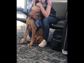 the dog realized that the owner had a panic attack