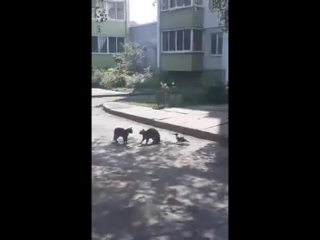 the crow tries to separate the fighting cats