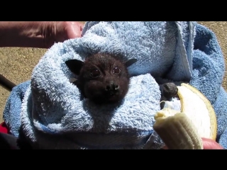 a flying fox eats a banana