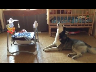 husky comforts baby