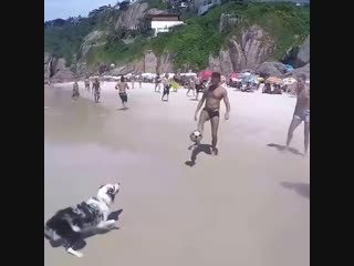 dog playing ball on the beach