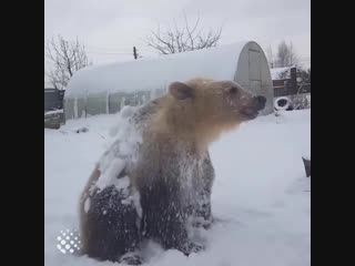 bear loves snow