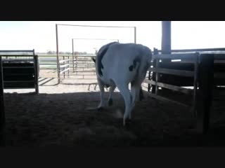 a bull named nickers