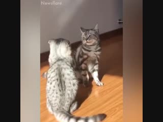 funny cats