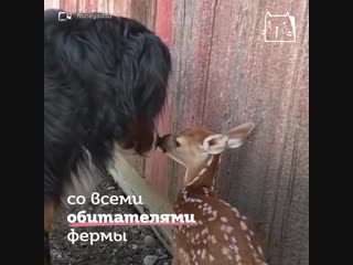 farmers were leaving a fawn that had fallen behind its family