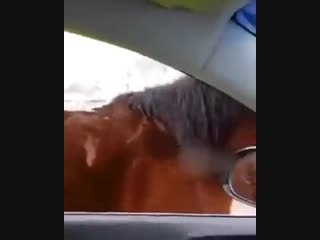 we met horses on the road