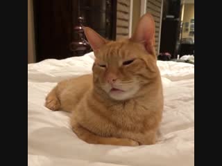 cat trying to stay awake