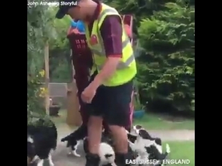 brutal dog attack on courier