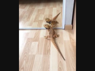 the lizard saw itself in the mirror