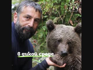 bear befriends man