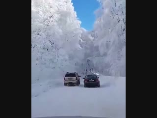 stunning white forest