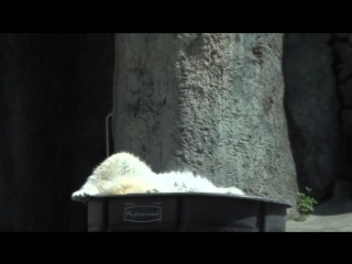 polar bear frolicking in an ice bath