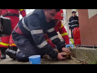 firefighter saves a dog's life