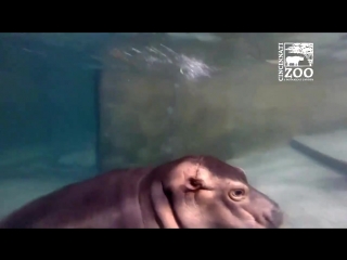 hippo fiona learns to swim