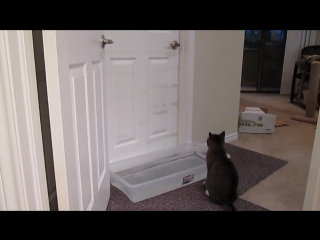 the cat opens the door