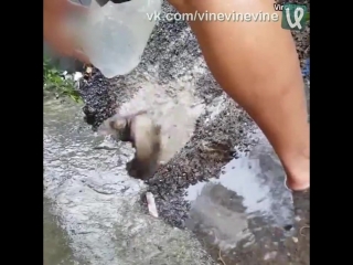 mommy dog ​​tries her best to save puppy