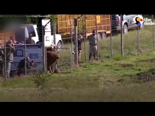 animals rescued from the circus