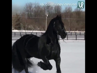 very beautiful horse