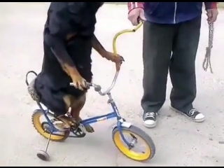 dog on a bike