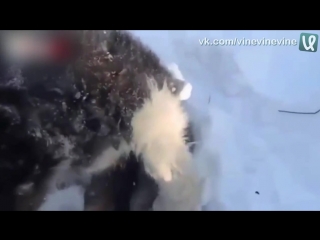 how men knocked a puppy out of ice