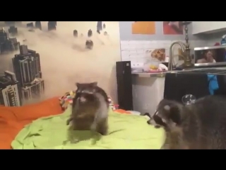 bubbles and raccoons